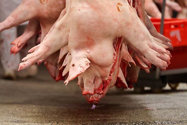 90 Prozent des Schweinefleisch-Angebots ohne Tierschutz