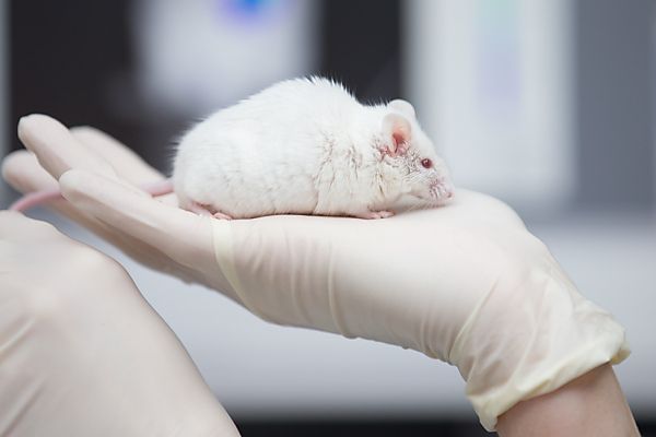 Forscher fanden Fühler für Frösteln bei Mäusemännchen