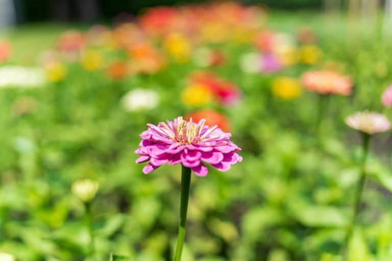 „Einen Garten zu haben, ist etwas Wunderbares“