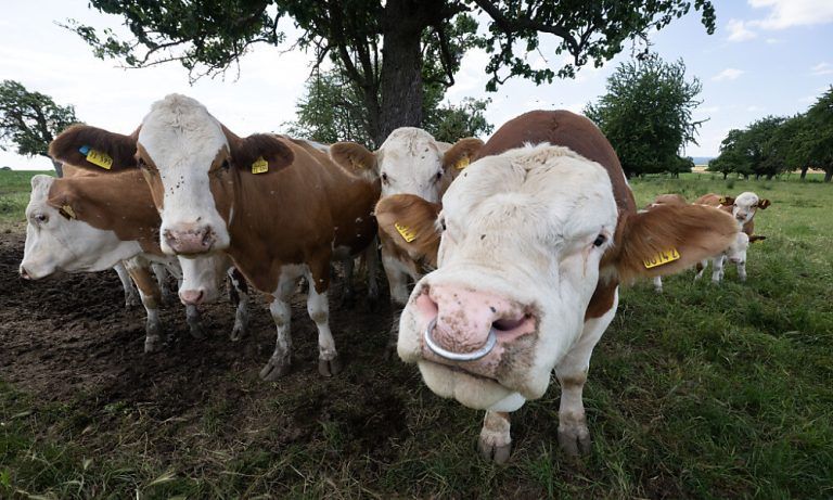 24.06.2024, Hessen, Nieder Erlenbach: Kühe, Kälbchen und ein Bulle stehen auf einer Weide in der Wetterau. Beim Deutschen Bauerntag an diesem Mittwoch und Donnerstag in Cottbus (Brandenburg) stehen vor allem die politischen Rahmenbedingungen im Fokus. Foto: Boris Roessler/dpa +++ dpa-Bildfunk +++