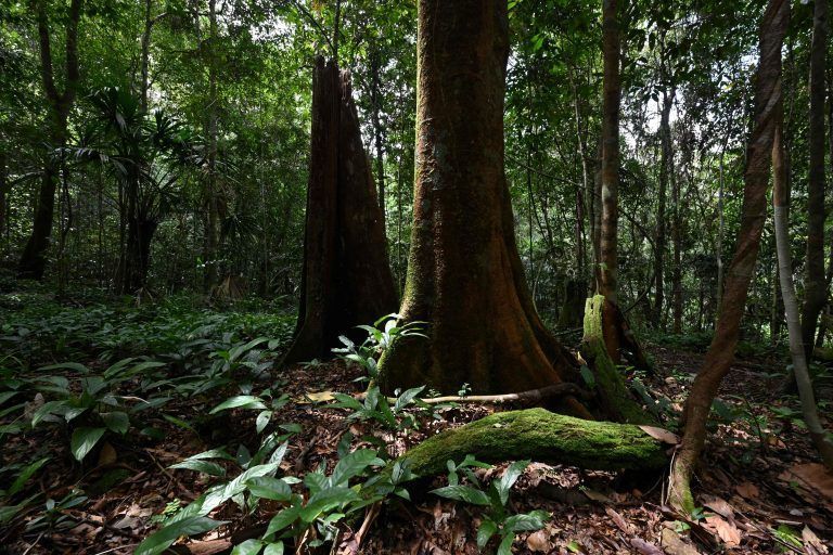 INDONESIA-ENVIRONMENT