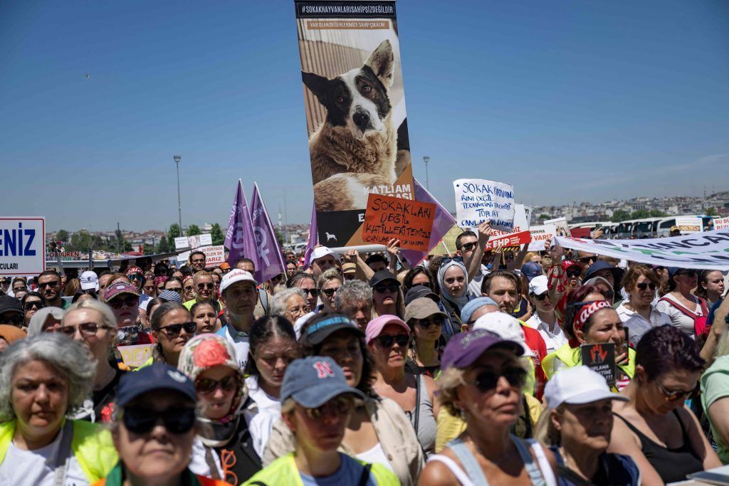 Erdogan will Hunde einschläfern lassen – Tierschützer protestieren
