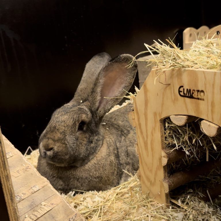 Tierecke, Tierschutzheim