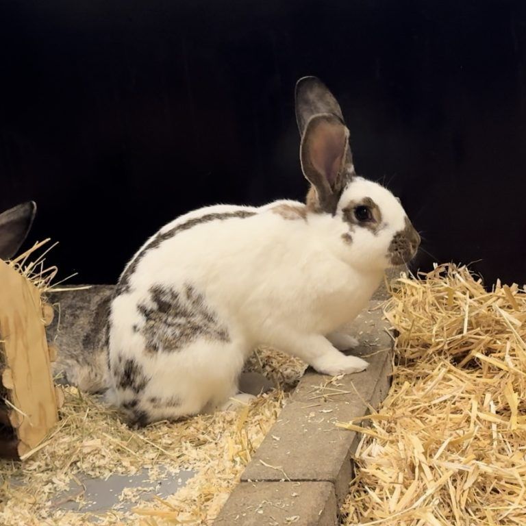 Tierecke, Tierschutzheim