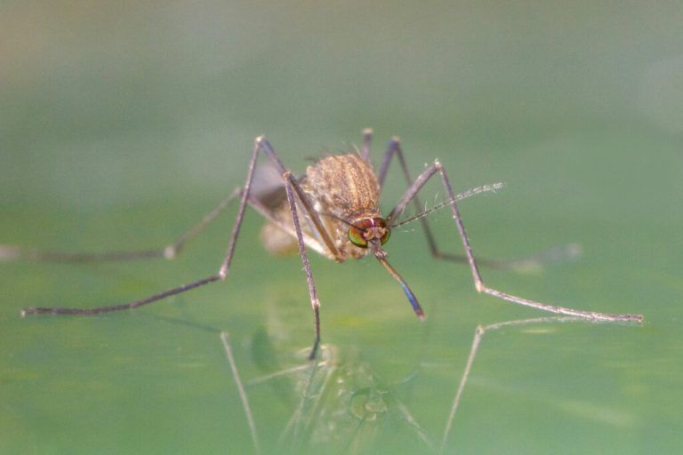 Hausmuecke, Gemeine Stechmuecke, Noerdliche Hausmuecke Culex pipiens, sitzt auf der Wasseroberflaeche, Deutschland, Bayern, Niederbayern house mosquito, northern common house mosquito, common gnat, house gnat Culex pipiens, on water surface, Germany, Bavaria, Niederbayern, Lower Bavaria BLWS619026 *** House mosquito, Common mosquito, Northern house mosquito Culex pipiens , on water surface, Germany, Bavaria, Niederbayern house mosquito, northern common house mosquito, common gnat, house gnat Culex pipiens , on water surface, Germany, Bavaria, Niederbayern, Lower Bavaria BLWS619026 Copyright: xblickwinkel/R.xSturmx