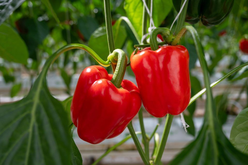 Gartentipp: Paprika und Pfefferoni werden immer beliebter