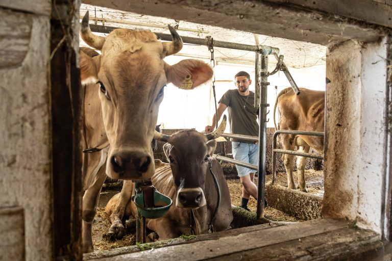 Um die Existenz bangen: Heimische Bauern überboten