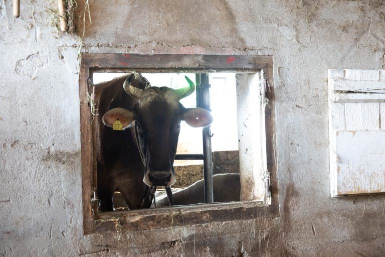 Um die Existenz bangen: Heimische Bauern überboten