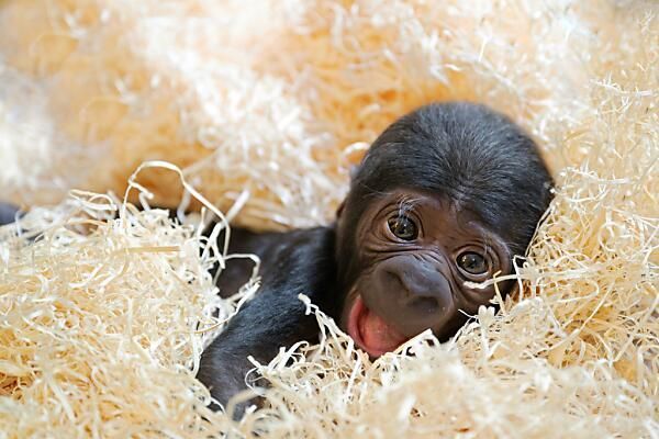 Im Zoo Schmiding kam erstmals in Österreich Gorilla zur Welt
