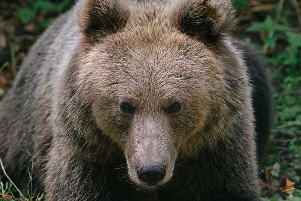 Bärin im Trentino wenige Stunden nach Abschusserlass getötet