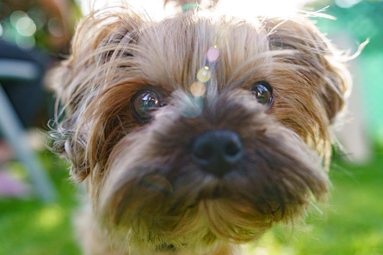 Herzliches Wiedersehen für Hund Lio und Familie Prentner nach dem Urlaub