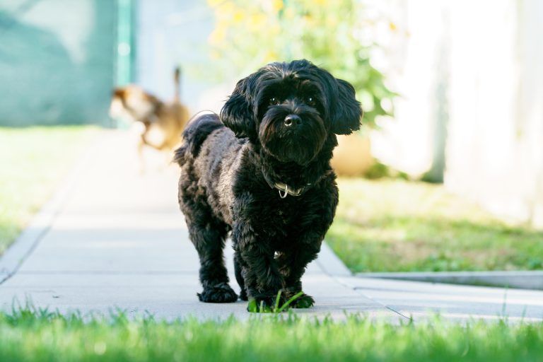 Herzliches Wiedersehen für Hund Lio und Familie Prentner nach dem Urlaub