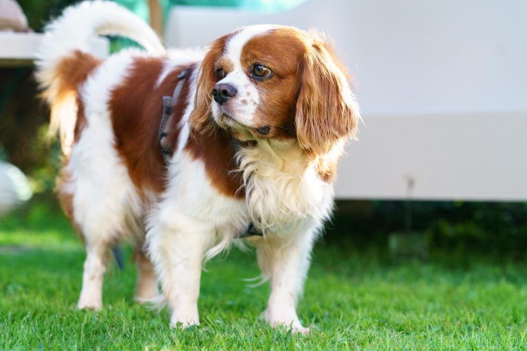 Herzliches Wiedersehen für Hund Lio und Familie Prentner nach dem Urlaub