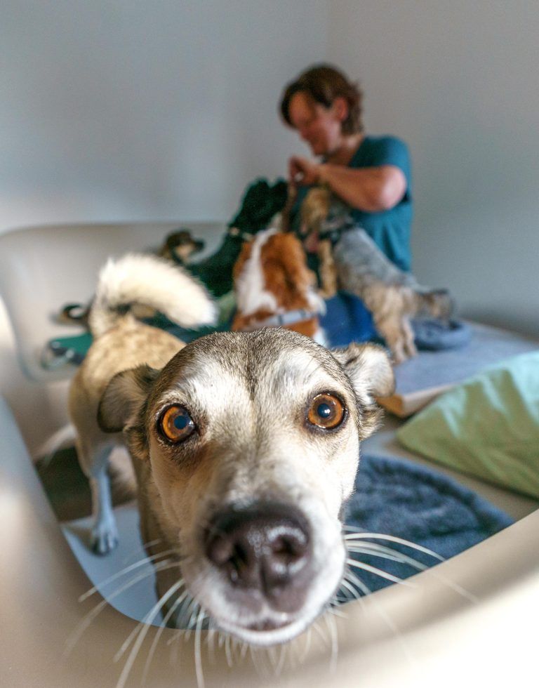 Herzliches Wiedersehen für Hund Lio und Familie Prentner nach dem Urlaub