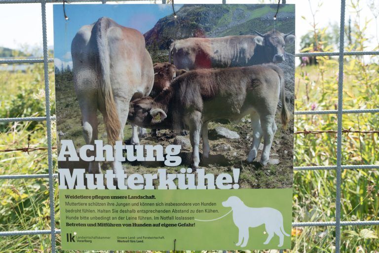 Landwirtschaft achtung Mutterkühe