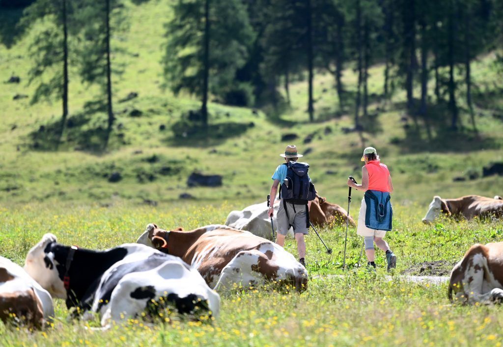 „Großraubtiere scheuchen die Herden auf“