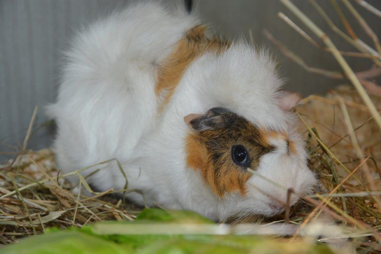 ABD0033_20190802 – WIEN – STERREICH: ++ HANDOUT ++ ZU APA0184 VOM 2.8.2019 – Urlaubszeit bedeutet nicht selten Tierleid. So manche pltzlich nicht mehr erwnschten Mitbewohner werden vor dem Antritt einer Reise ausgesetzt. In Wien wurden in den vergangenen Tagen mehrere zurckgelassene Haustiere aufgefunden. Im Bild die vier Jahre alte Meerschweinchen-Dame “Alma”, die in einem Kfig […]
