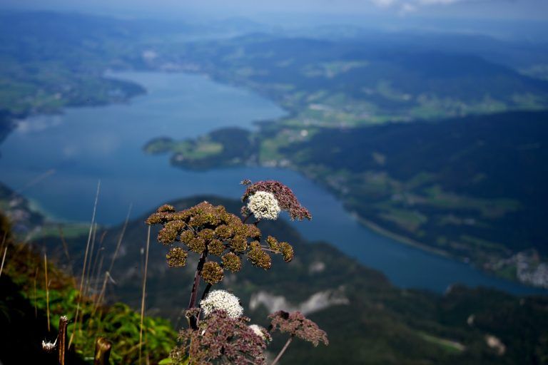 ABD0034_20200916 – OBER
STERREICH –
STERREICH: ++ THEMENBILD ++ Panoramablick vom Schafberg ber den Mondsee am Dienstag, 15. September 2020. – FOTO: APA/BARBARA GINDL
