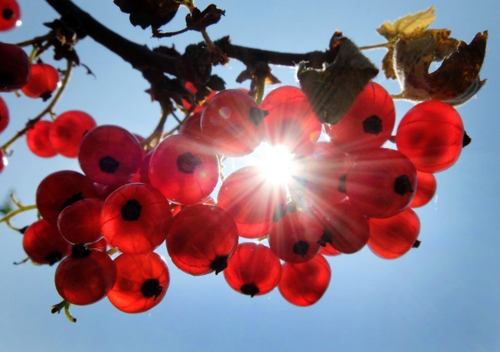 Naschgarten: Köstliche Beeren anbauen