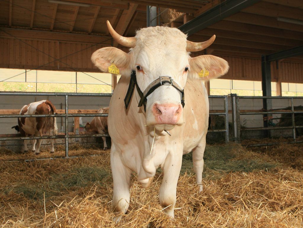 Feuerwehrmann wurde von Stier attackiert