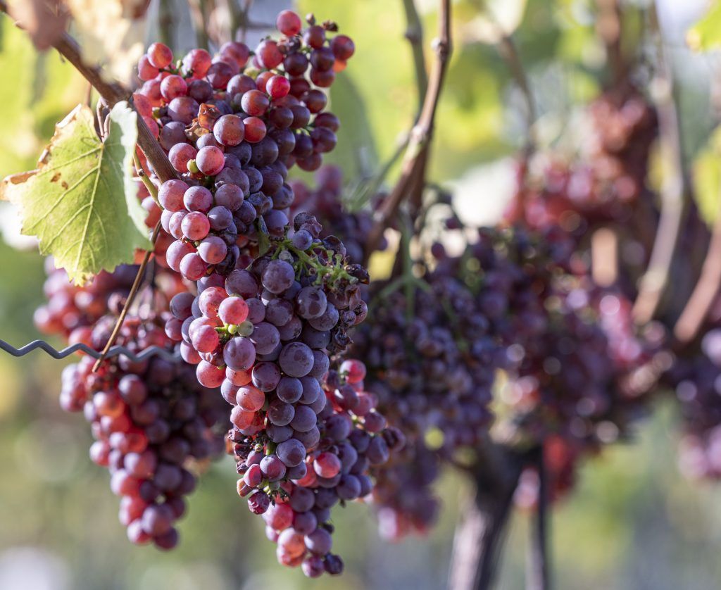 Tierquälerei: Winzer beantragt Freispruch