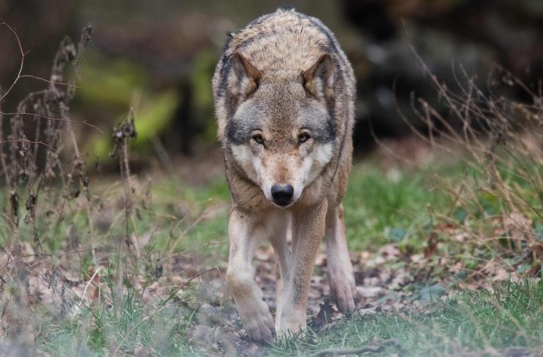 FILES-GERMANY-POLITICS-ANIMAL-WOLF