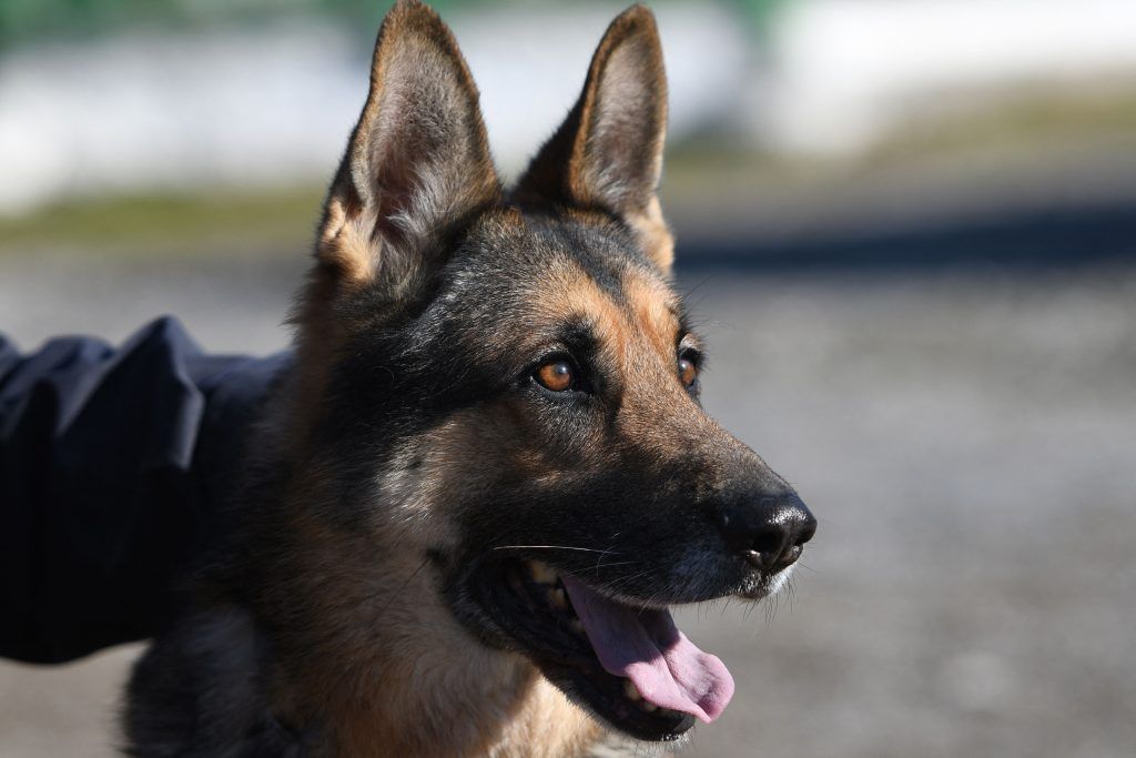 Hitze: Schäferhunde erstickten qualvoll in Autohänger