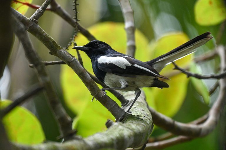 SINGAPORE-ANIMAL