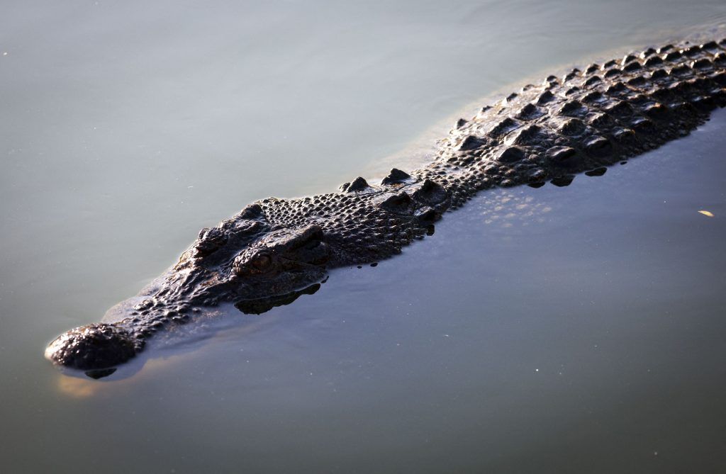 Vermisstes Mädchen in Australien nach Krokodilangriff tot geborgen
