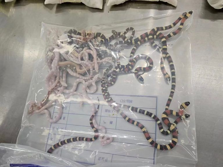CHINA-ANIMAL-OFFBEAT