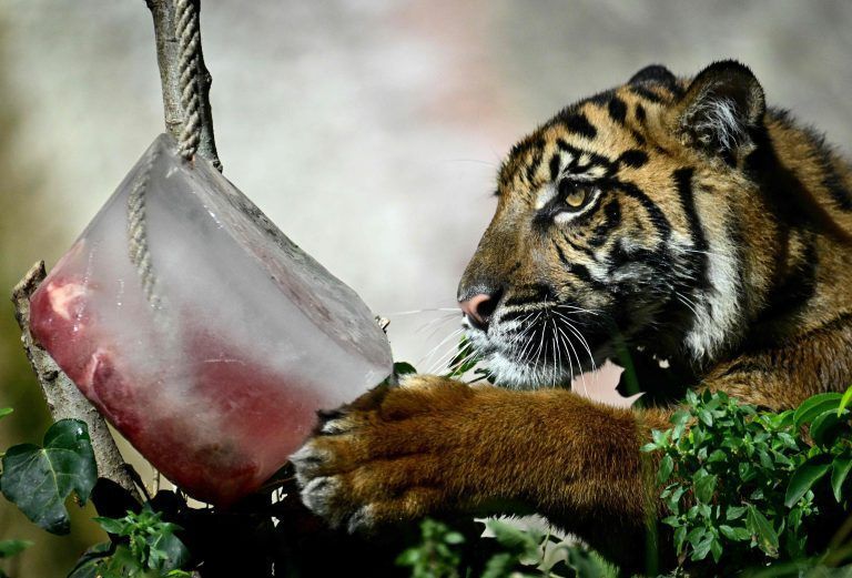 ITALY-WEATHER-HEATWAVE-ANIMAL