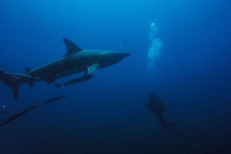 SAFRICA-ENVIRONMENT-OCEAN-SHARKS