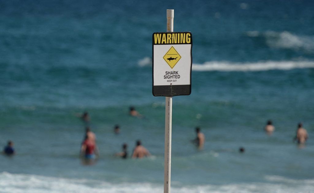 Hai-Angriff: Zahn steckte im Bein von Surfer fest