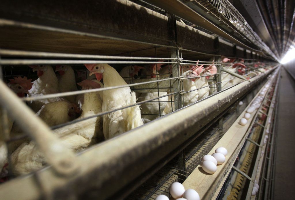 USA: Zwei weitere bestätigte Vogelgrippe-Fälle