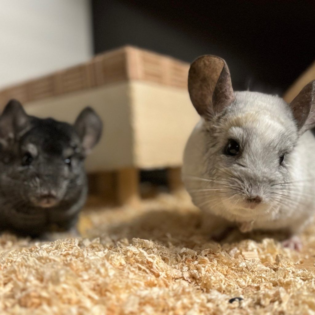 Tierische Begleiter