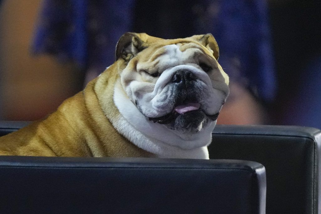 Spanische Klinik bietet Hunde-Klone um 55.000 Euro an