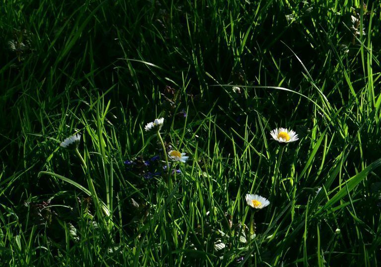 Gänseblümchen, Foto: Christine Moosmann-Hämmerle