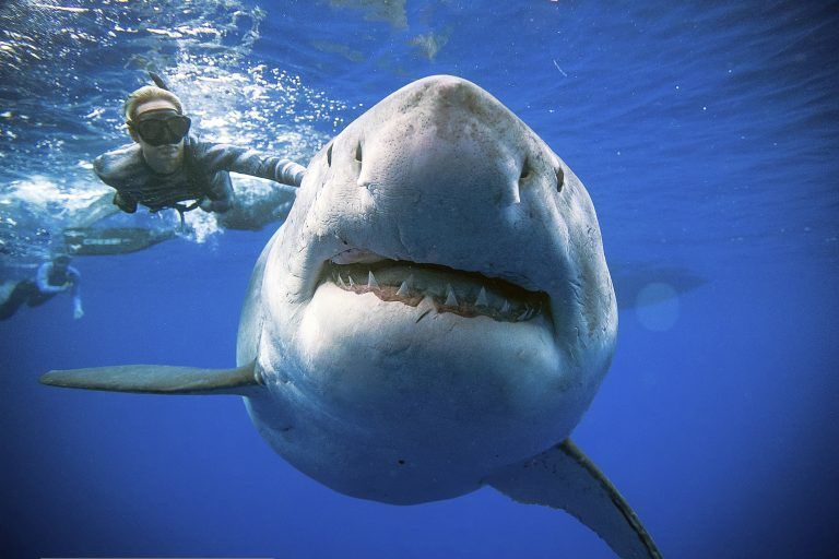 Great White Sighting