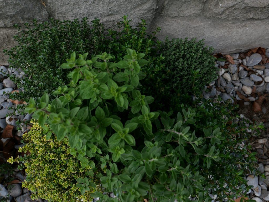 Kräuter- Superstars im Garten