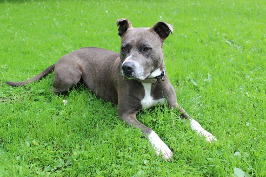 Neues Familienmitglied gesucht?