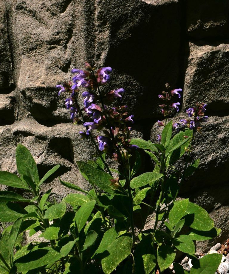 Gartentipp