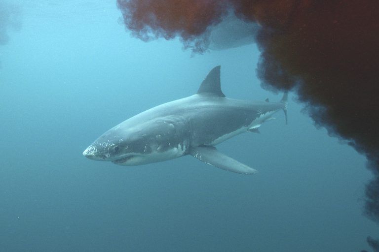 TV Shark Week
