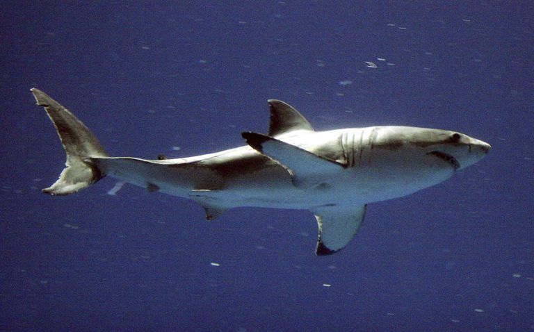 White Shark Sightings