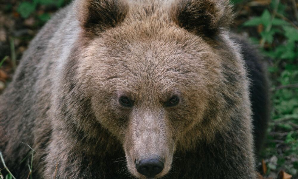 Trentino: Bärin, die Urlauber attackiert haben soll gefangen