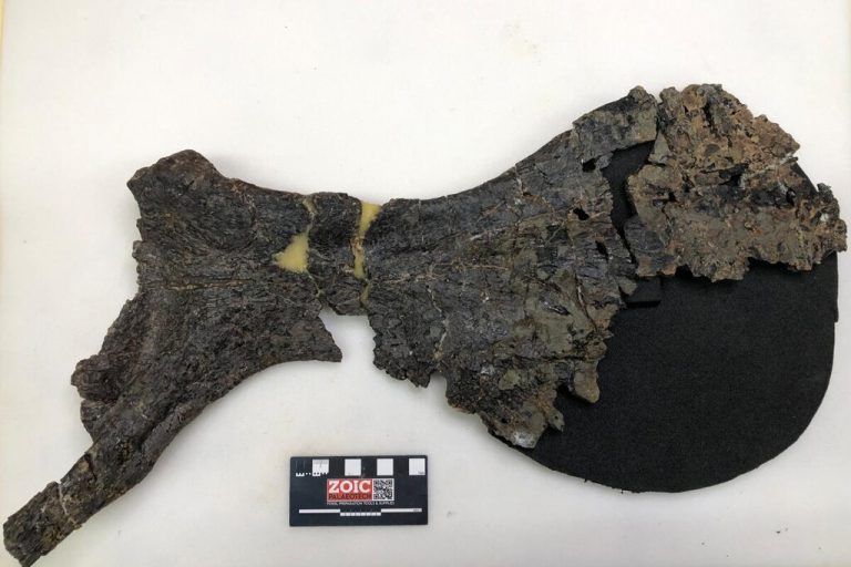 149 Knochen: Seltener Dinosaurier-Fund in England