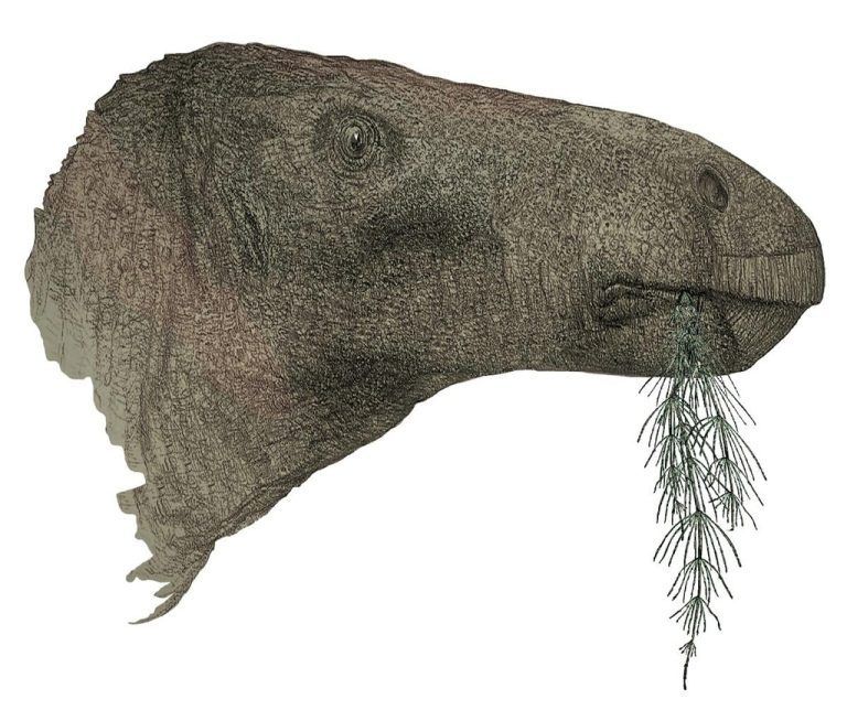 149 Knochen: Seltener Dinosaurier-Fund in England