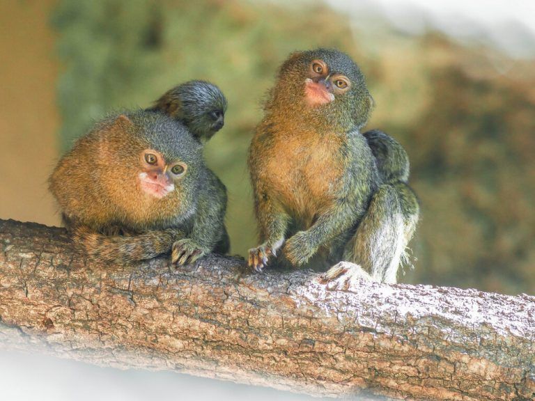 Selten niedlicher Nachwuchs im Salzburger Zoo