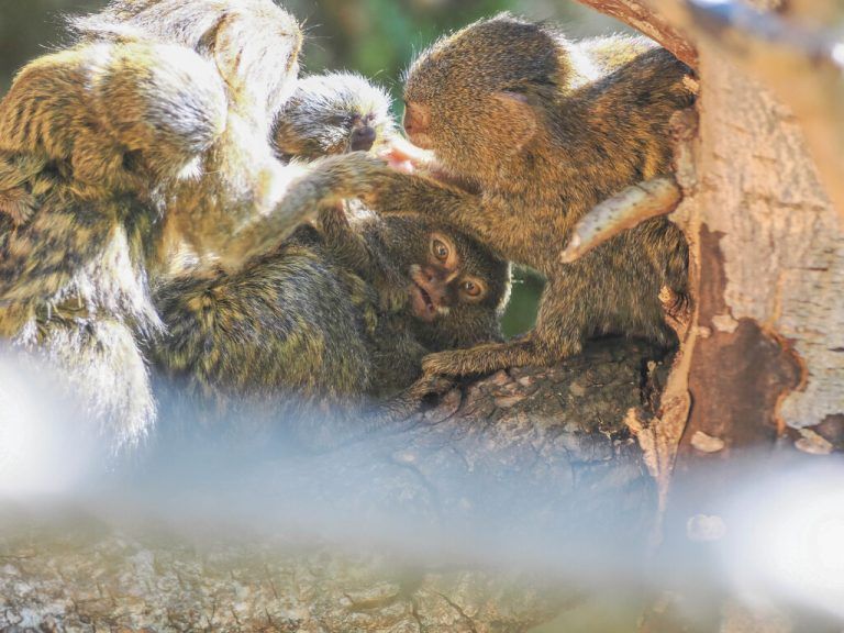 Selten niedlicher Nachwuchs im Salzburger Zoo