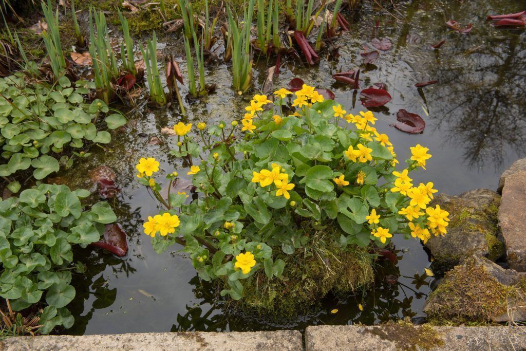 Wasser als zusätzliches Gestaltungselement