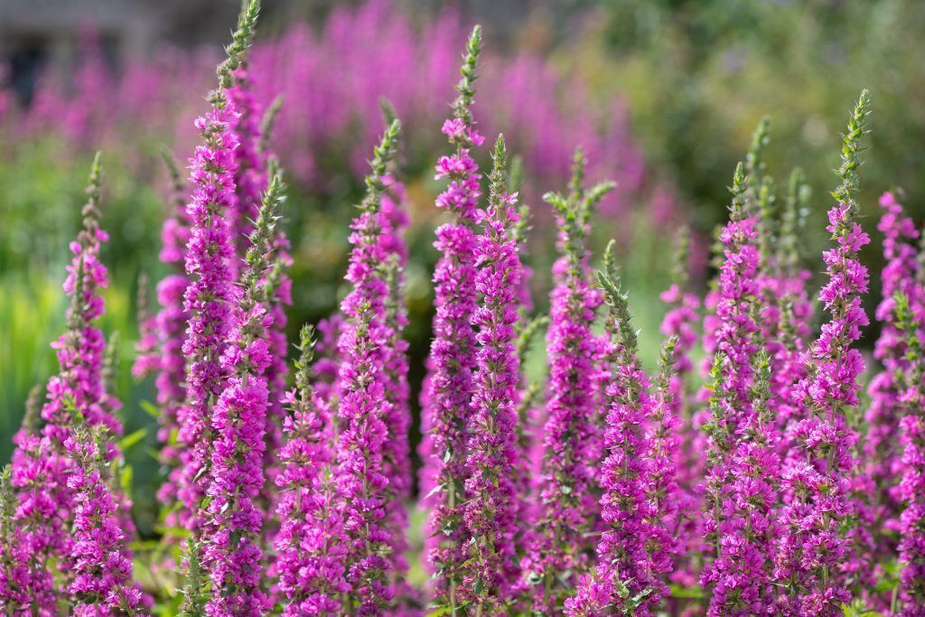 Blutweiderich schmückt jeden Garten